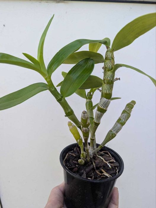 Кімнатні рослини (бегонія, дендробіум, сансівєра)