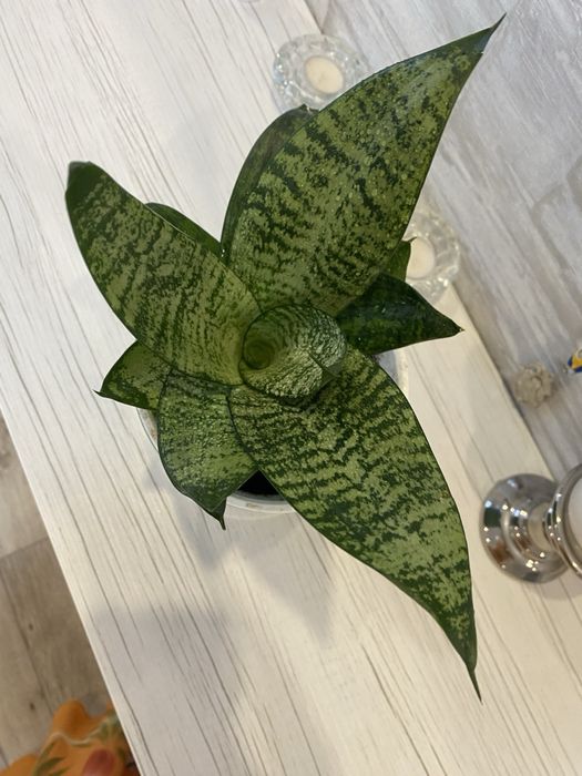 На продаж Сансевієрія  (Тещин язик,  Щучий хвіст)