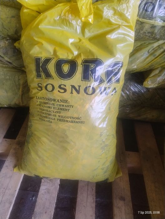 Kora Sosnowa gruba