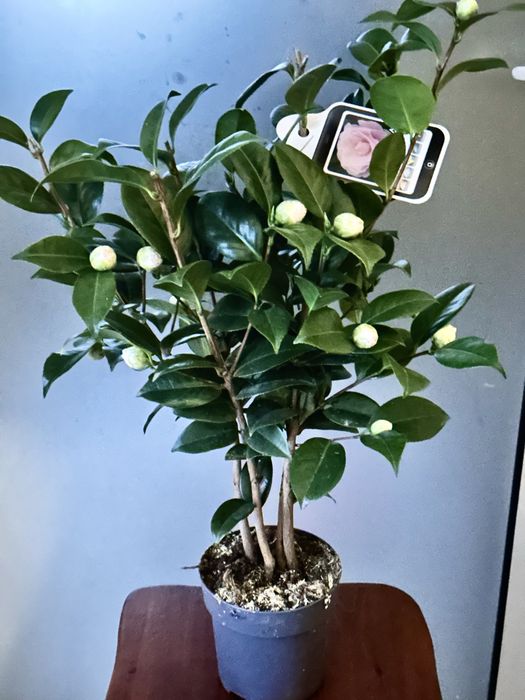 Камеліі в асортименті. Доставка по Україні.