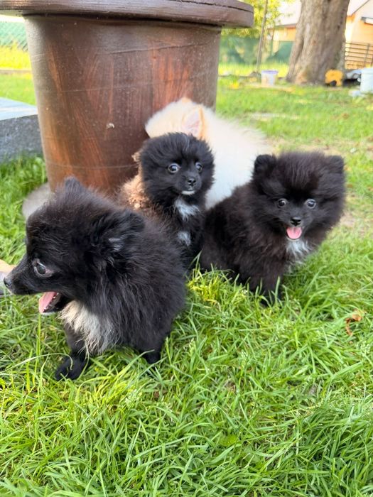 Szpic miniaturowy pomeranian kolor czarny i biały