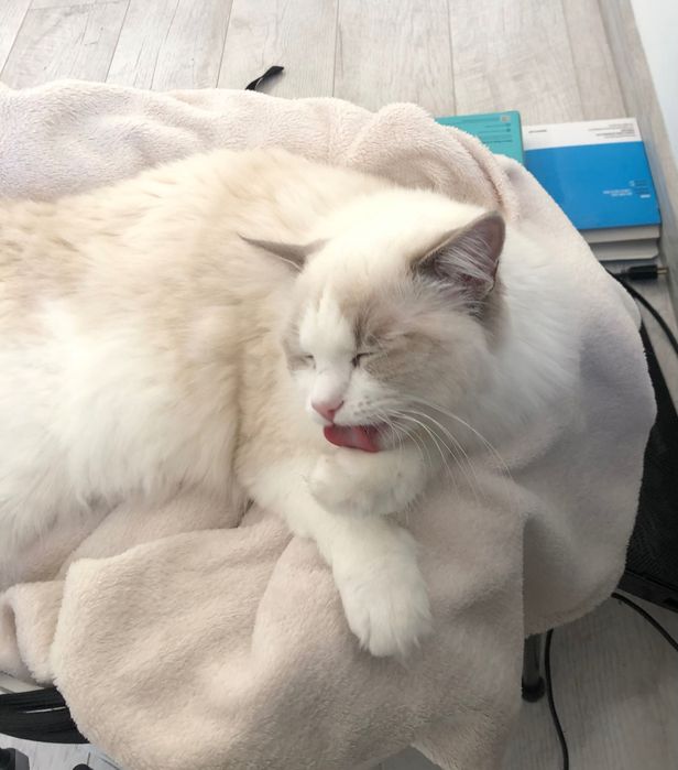 Jest wstepna Rezerwacja - Piękna Kotka rasy ragdoll