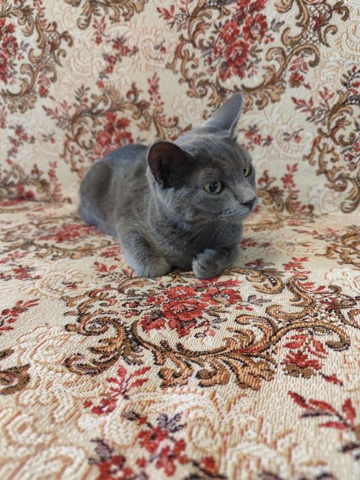 Кошеня хлопчик 5 місяців