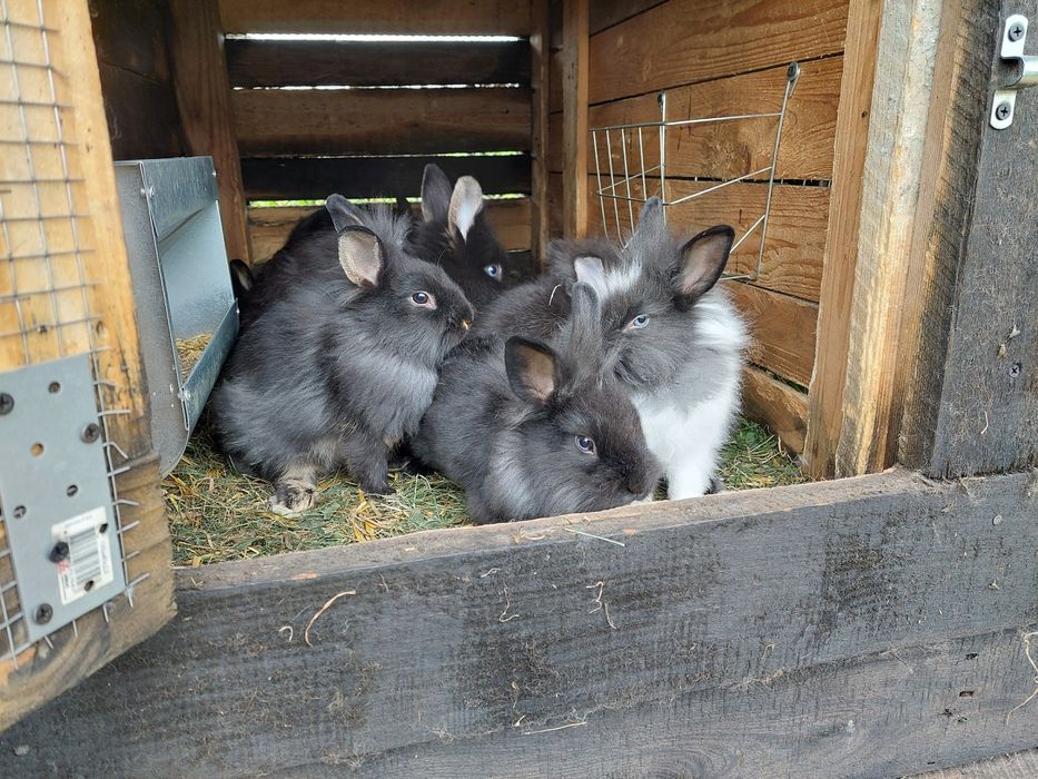 Sprzedam króliki miniaturki