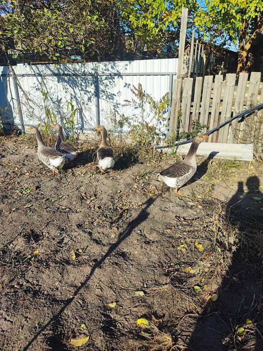 Продам гусей 4 шт