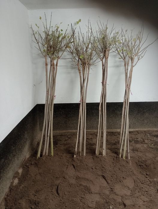 Katalpa catalpa nana surmia