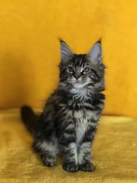 Діачинка чорний мармуровий