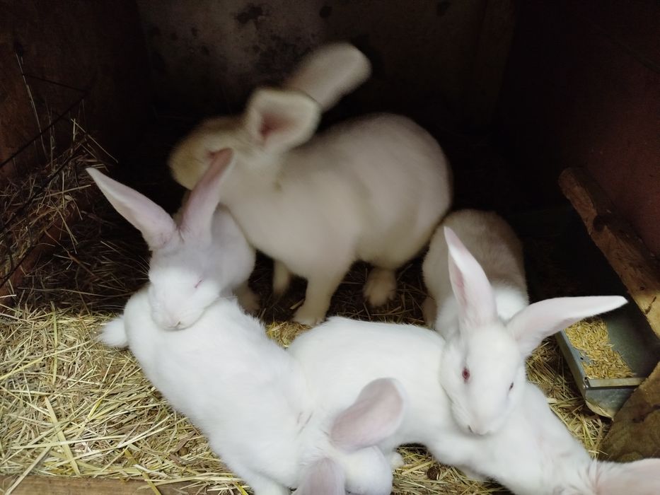 Króliki termondzki biały