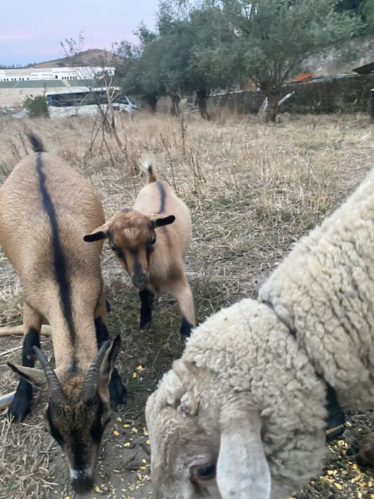 Cabra e cabrito micro anoes