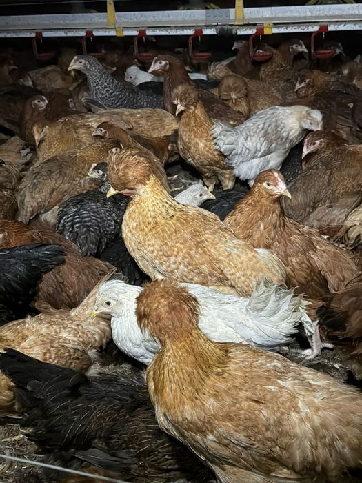 Kury Nioski, Rosa, Blue, Tęczówki, Czubatki, Green Shell. Hurt/detal