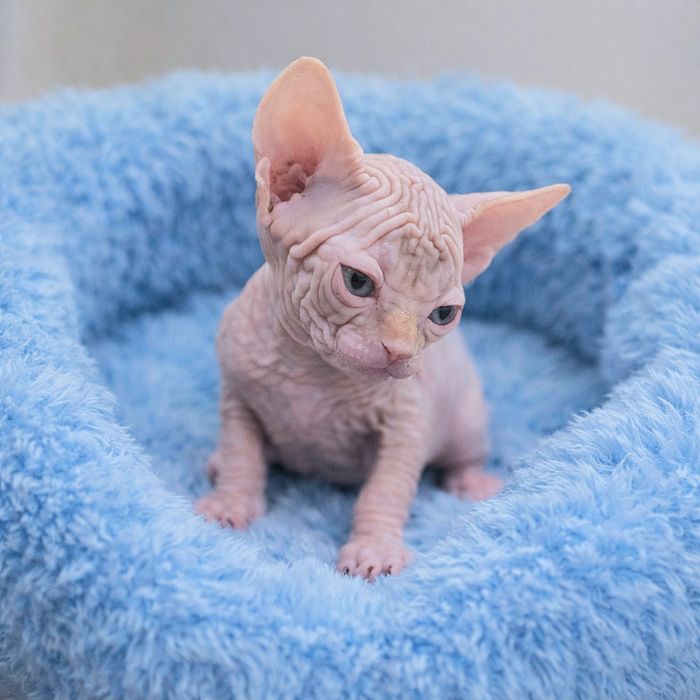 SFINKS KANADYJSKI Kocurek Rudy Pręgowany Legalna Hodowla