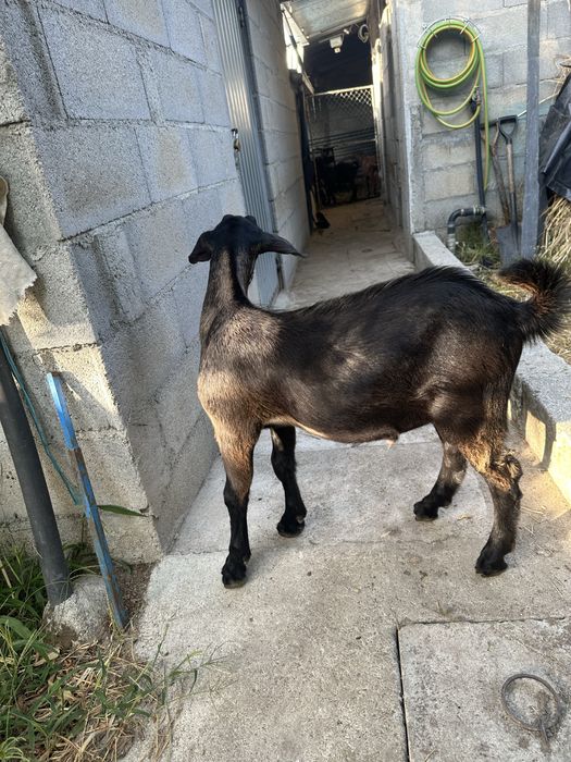 Cabrito macho de bom porte