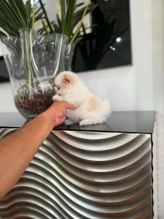 Spitz Alemão Anão e/ou Lulu da Pomerânia  FEMEA BRANCA E IZABELLA   com  LOP e AFIXO