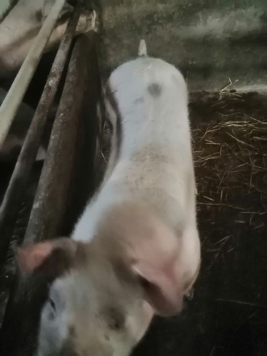 Продам кабанчика.