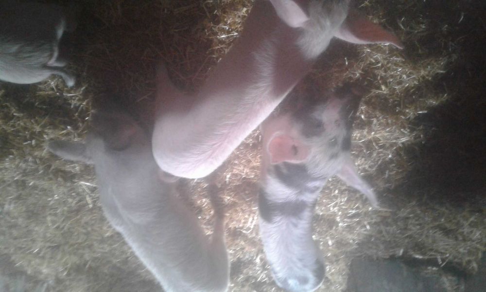 Продам домашних просят