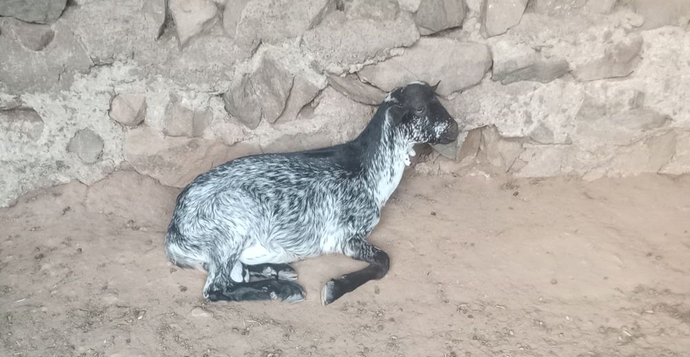 Cabrito com 6 meses