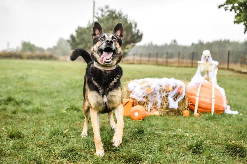 Komandos czeka na wspaniały dom