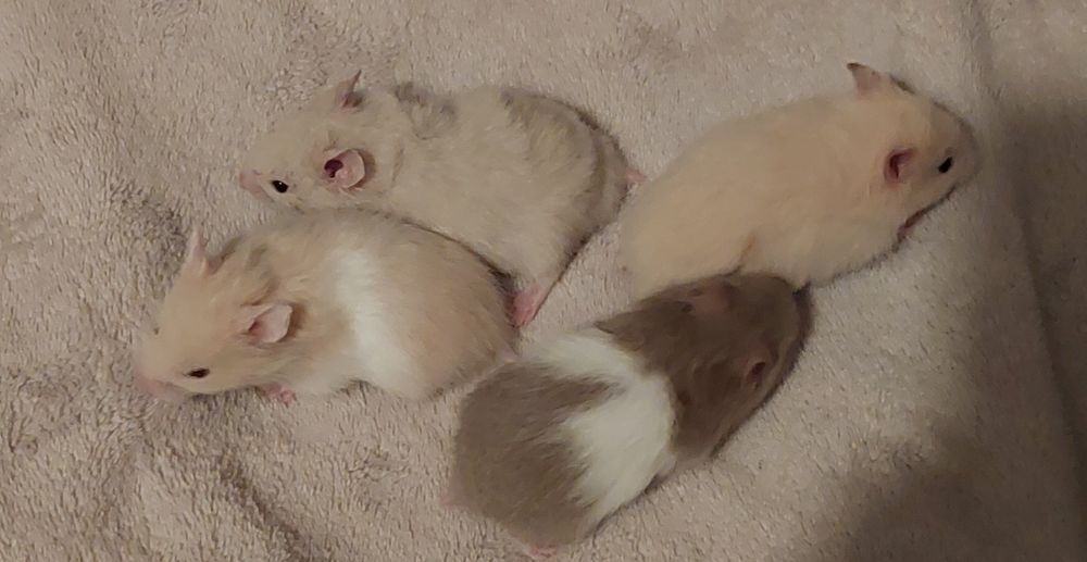 Sprzedam syryjskich chomików