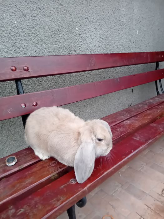 Baran Francuski młode