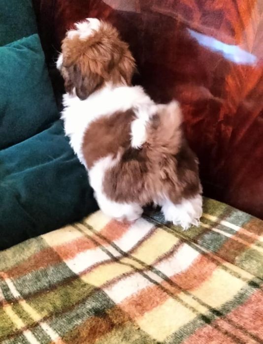 Piesek shih tzu piękny, zdrowy z domowej hodowli.