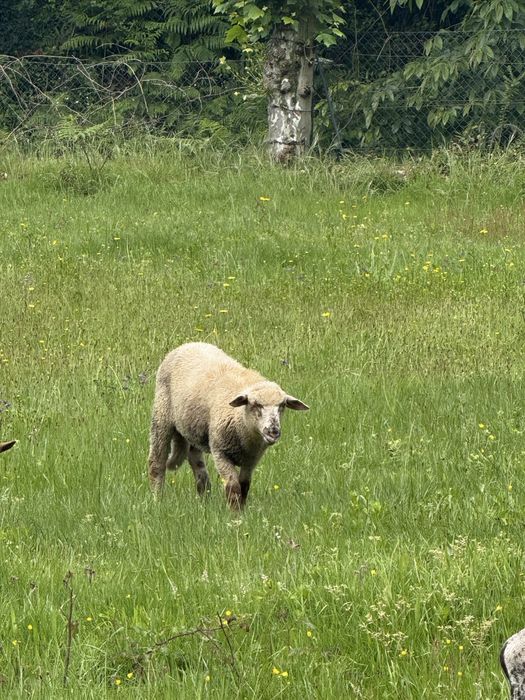 Anho  com 5 meses cruzado charolês com  ile-de-france