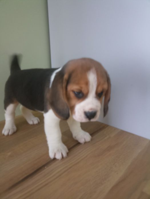 Suczka Beagle Tricolor