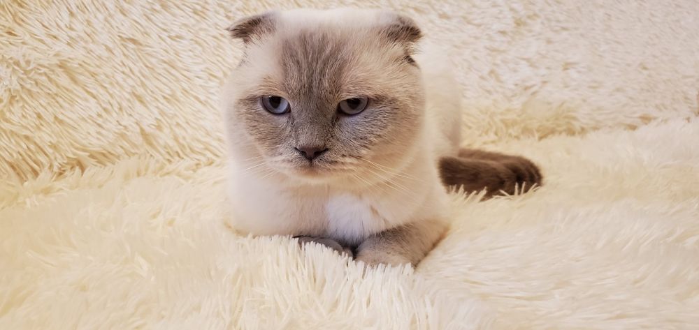 вислоухий лилак поинт