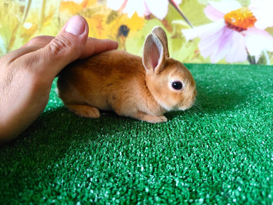 AKTUALNE Mini Rex Orange , Mini Lop - króliczki z renomowanej hodowli ...