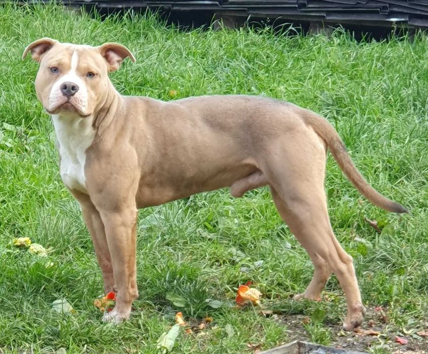 American Staffordshire Terrier AMSTAFF Reproduktor krycie