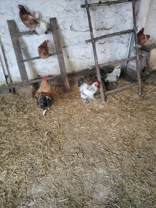 Jaja lęgowe  kur mix ozdobne nioska