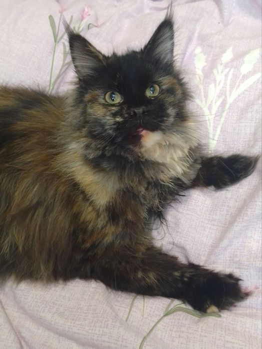 Мейн-кун,кошка, чёрная черепаха(трехцветная). 1год