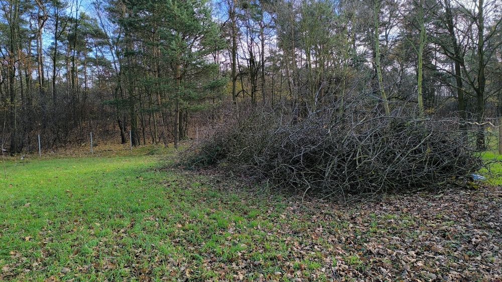Gałęzie drewno oddam na rozpałkę