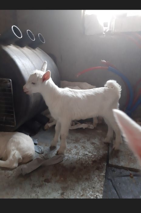 Козлята породистих коз