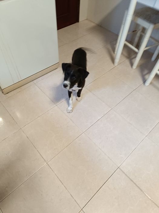 Que tal adotar um cãozinho com 3 meses mistura Pointer com rafeiro!