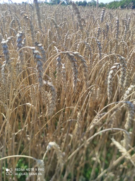 Продається пшениця 9грн
