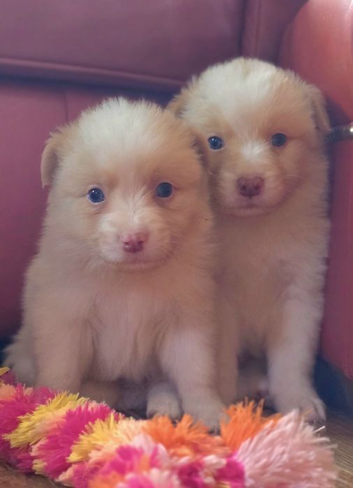 Border Collie   piesek  gold ee red-ZKwP FCI