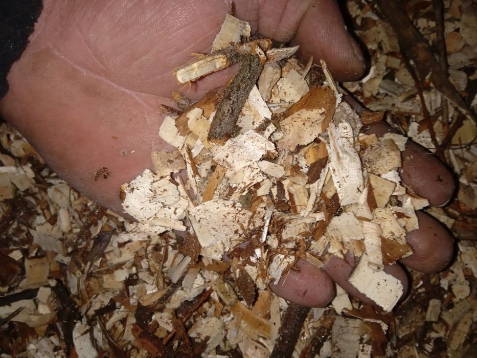 Sprzedam zrębki po rębakau
