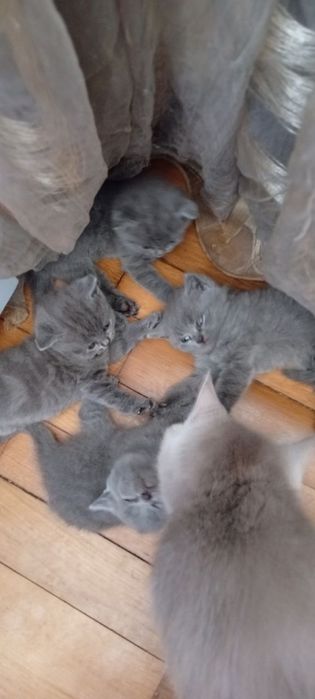 Шотландські кошенята