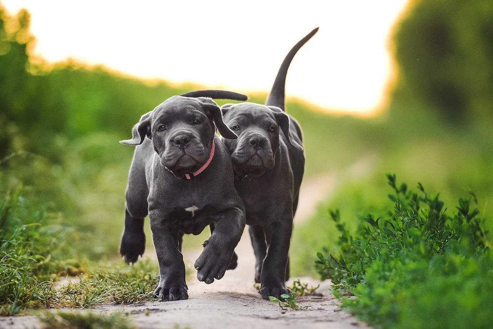 Породнi мiцнi Кане Корсо