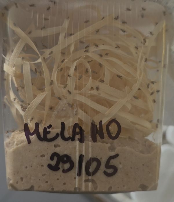 Muszki D. Melanogaster NA CITO