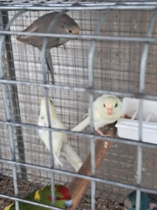 Kakarikis com cedência