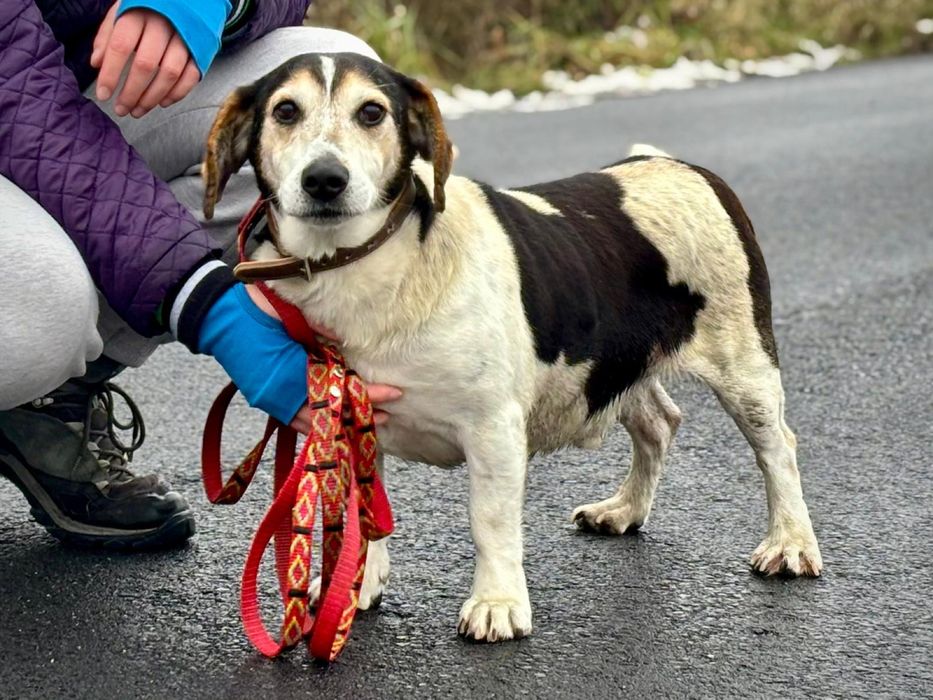 Niezwykle kochany o smutnym spojrzeniu Lucek czeka i błaga o dom!