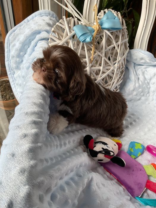 Shih - Tzu Salonowa Suczka