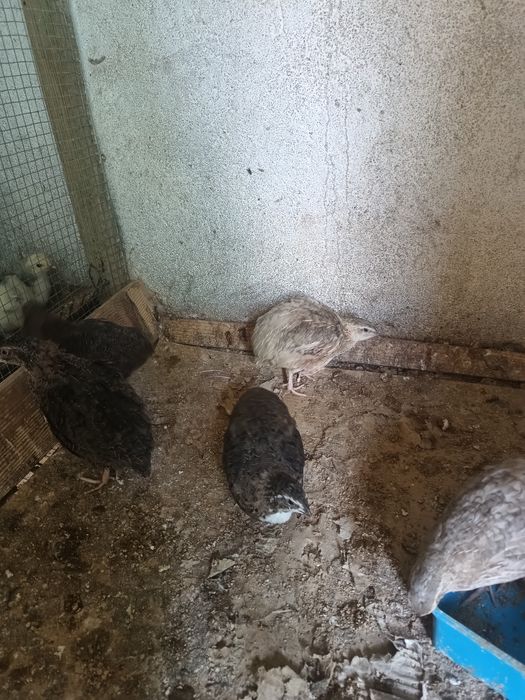 Przepiórki młode na sprzedaż