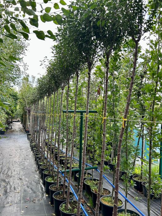 Wiśnia osobliwa Umbraculifera / Prunus eminens Umbraculifera
