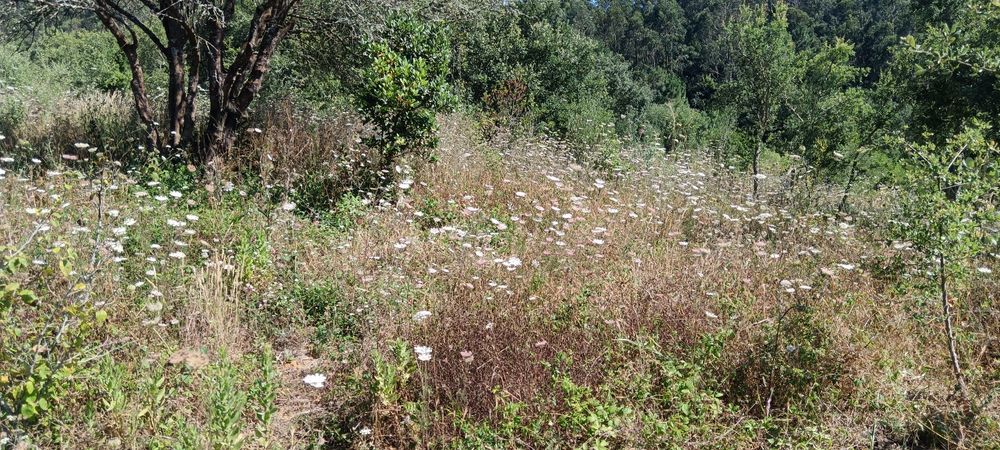 Limpeza de terreno