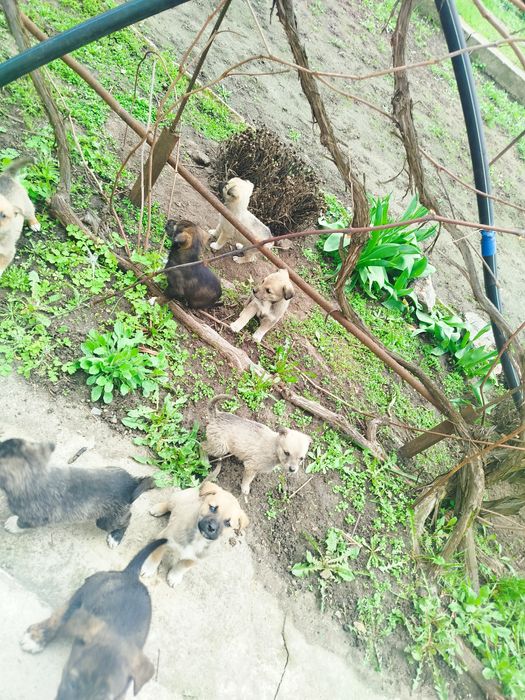 Цуценята 1.5 місячні