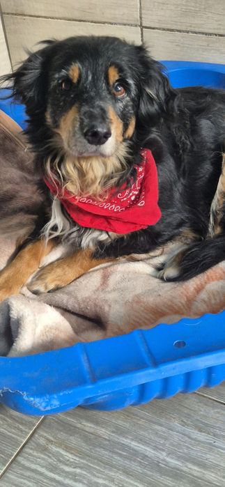Piesek okolo 7 lat