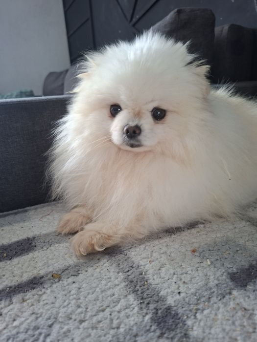 Suczka rasy szpic miniaturowy,pomeranian, piesek miś