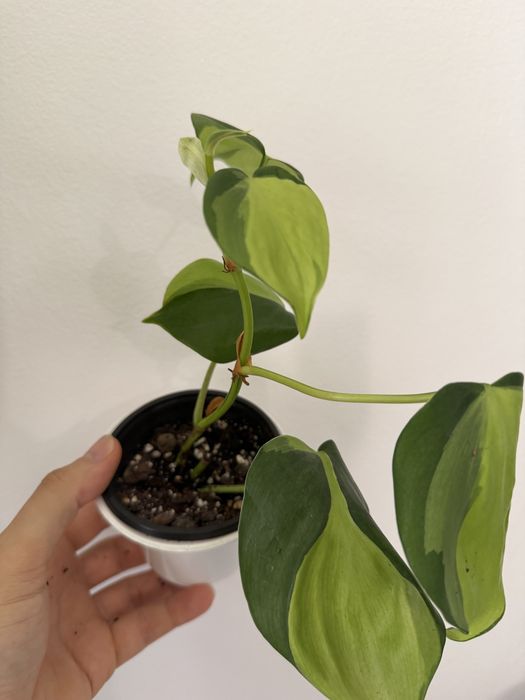 Philodendron Brasil